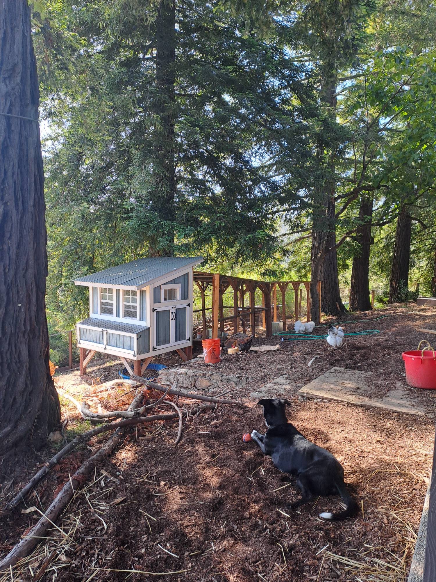 Oreo and the chicken coop - family feeding chickens together